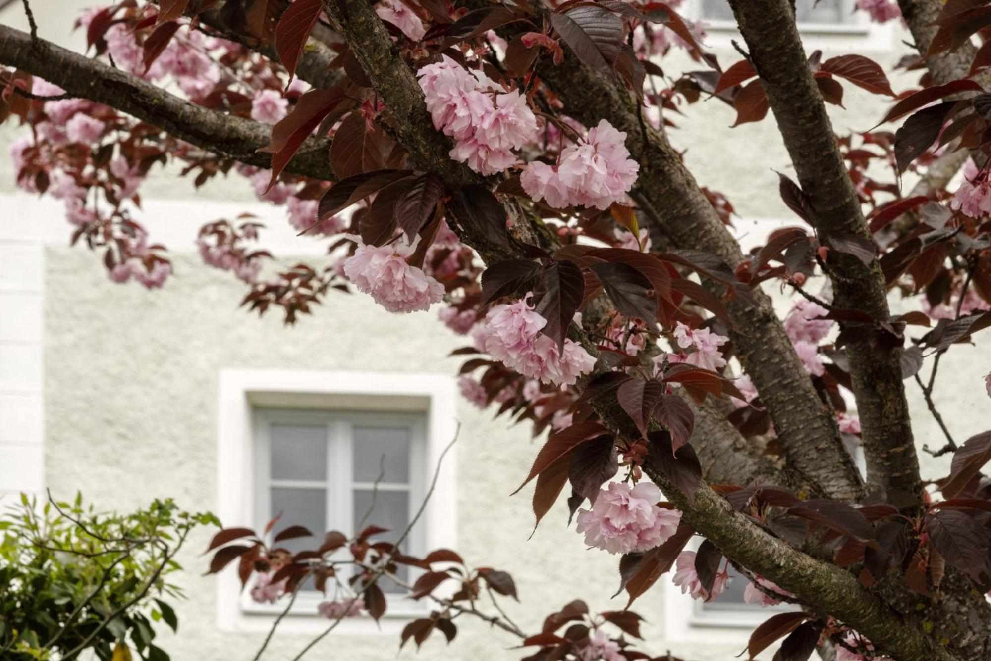 Puenlandhof Apartment Brunico Exterior foto